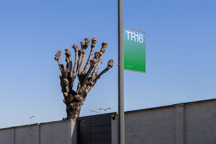 TR16 — Street Pole and Tree